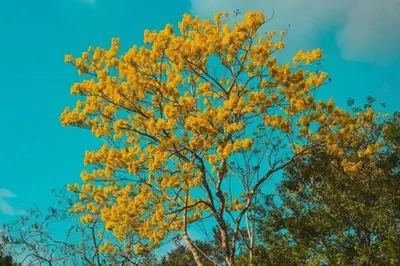 a tree with yellow leaves in front of a blue sky at Natural - cabin, 30 min Fortuna, wifi 200mb in San Pedro