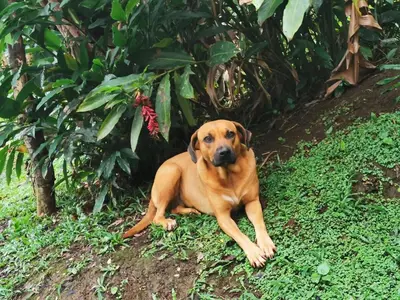 a brown dog laying on the ground in the grass at Natural - cabin, 30 min Fortuna, wifi 200mb in San Pedro