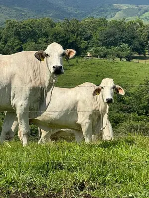 two cows standing next to a fence in a field at La Vista in Piedras