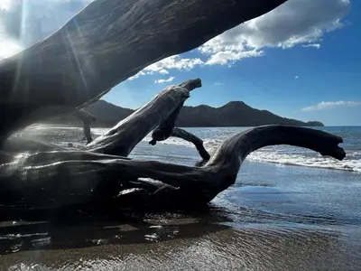 a sculpture of a bird in the water on a beach at Casa Fe- Newly Renovated 2 bedroom condo in Ocotal