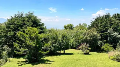 a row of trees with green grass and bushes at Vista de montaña in Barva