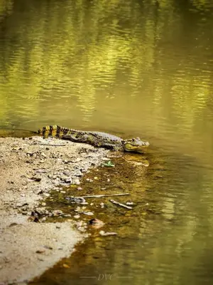 a crocodile is floating in the water at Sloth House in San Isidro