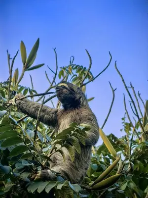 a sloth climbing a tree in a tree at Sloth House in San Isidro