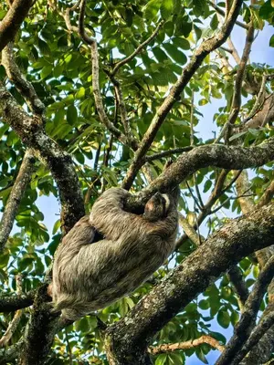 a sloth is sleeping on a tree branch at Sloth House in San Isidro