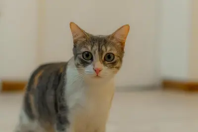 a cat sitting on the floor looking at the camera at Habitación doble pequeña - Casa Esmeralda in San José