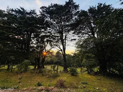 a group of trees in a field with the sunset at Cabina de las Hojas Monteverde in Monteverde Costa Rica