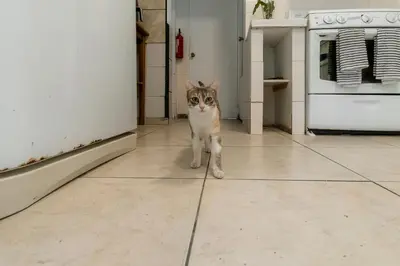 a cat standing on a tile floor in a kitchen at Habitacion triple clasica - Casa Esmeralda in San José