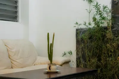 a cactus in a vase sitting on a coffee table at Habitacion doble delux - Casa Esmeralda in San José