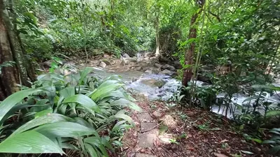 a stream in the middle of a forest with trees at Casa Selva in Dominicalito