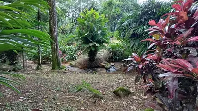 a garden with a tree in the middle of a forest at Casa Selva in Dominicalito