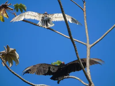two birds are perched on a tree branch at Casas Buenas Brisas in Ojochal