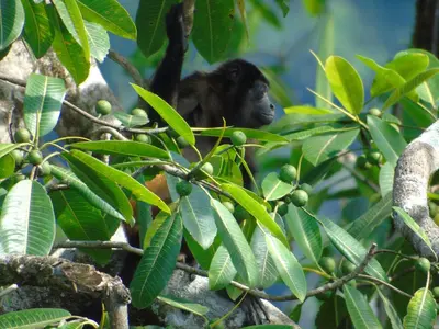 a monkey sitting in a tree at Casas Buenas Brisas in Ojochal