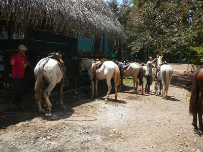 a group of horses standing next to a building at Casas Buenas Brisas in Ojochal