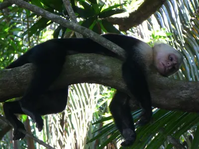 a black and white monkey sleeping on a tree branch at Casas Buenas Brisas in Ojochal