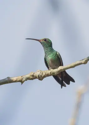 a hummingbird perched on a tree branch at Cabaña Tesoro Escondido in Guápiles