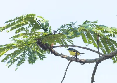 a yellow bird sitting on a tree branch at Cabaña Tesoro Escondido in Guápiles