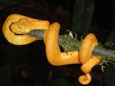a yellow snake sitting on a tree branch at Cabaña Tesoro Escondido in Guápiles