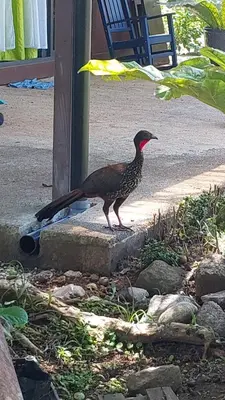 a bird standing on a stone ledge at Cabaña Tesoro Escondido in Guápiles