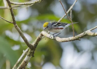 a small bird perched on a tree branch at Cabaña Tesoro Escondido in Guápiles