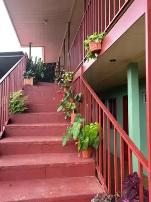 a set of stairs with potted plants on them at Hotel Mavi in El Achiote