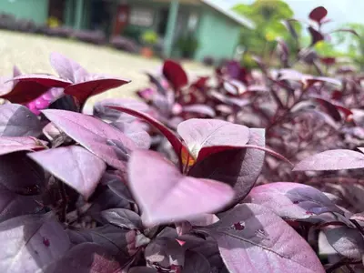 a bunch of purple plants in a garden at Hotel Mavi in El Achiote