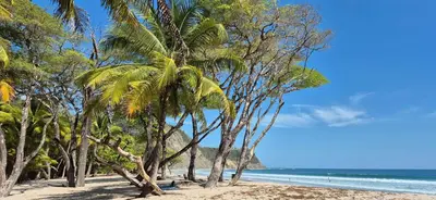 a group of palm trees on a sandy beach at Bus hotel Playa Barrigona, entre Sàmara y Nosara in Nicoya
