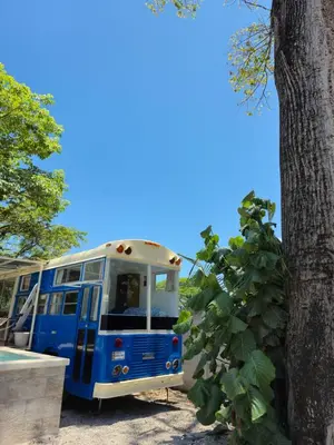 a blue bus parked next to a tree at Bus hotel Playa Barrigona, entre Sàmara y Nosara in Nicoya