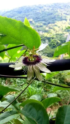 a close up of a flower with a view at Blue Sky Lodge in Nicoya