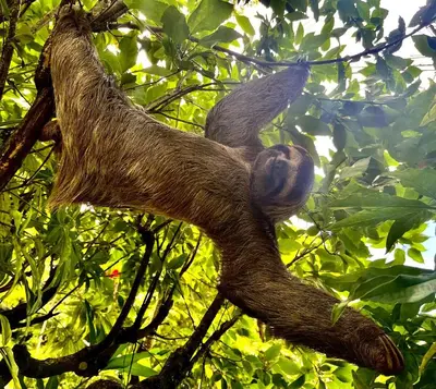 Gallery image of Casa Blanca - Manuel Antonio Park in Quepos
