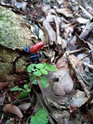 a red plant on the ground in the woods at Casa Posada Margarita in Bijagua