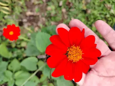 a person holding a red flower in their hand at Casa Posada Margarita in Bijagua