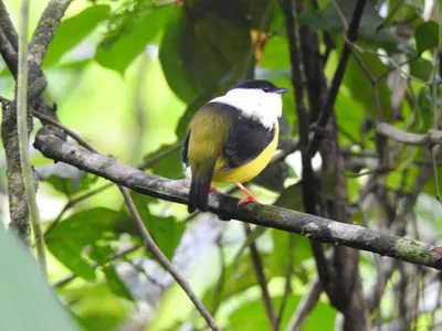 a small bird perched on a tree branch at Full equipado, WiFi, AC, vista volcán, 1er piso in Fortuna