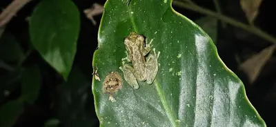 a couple of frogs sitting on a green leaf at Full equipado, WiFi, AC, vista volcán, 1er piso in Fortuna