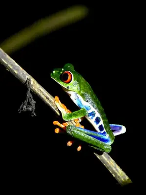 a colorful frog sitting on a branch at Full equipado, WiFi, AC, vista volcán, 1er piso in Fortuna