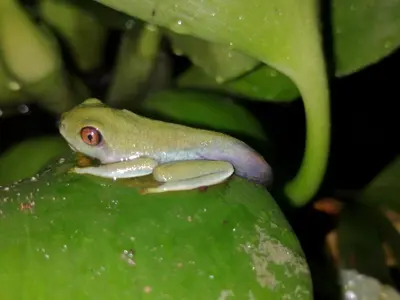 a frog sitting on top of a green leaf at ParadiseTropical Garden Cabin with private jacuzzi in Fortuna
