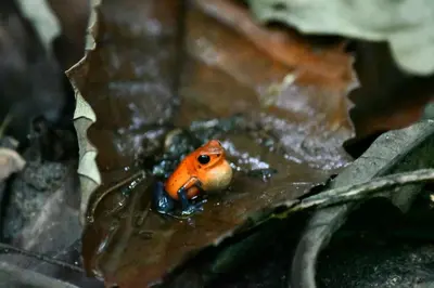 a small orange frog sitting on a leaf at ParadiseTropical Garden Cabin with private jacuzzi in Fortuna