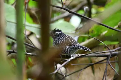 a bird perched on top of a tree branch at ParadiseTropical Garden Cabin with private jacuzzi in Fortuna