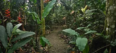 a path in the jungle with green plants at ParadiseTropical Garden Cabin with private jacuzzi in Fortuna