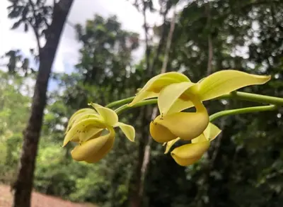 a group of yellow flowers on a tree at Picki's Cabin in Guácimo