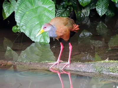 a bird standing in the water next to a body of water at Picki's Cabin in Guácimo
