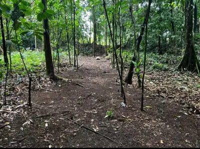 a dirt trail in a forest with trees at Picki's Cabin in Guácimo