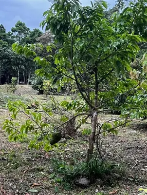 a small tree in the middle of a field at Picki's Cabin in Guácimo
