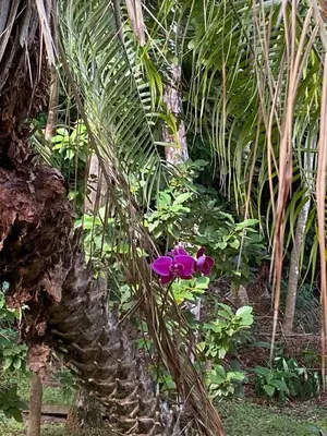 a plant with purple flowers in front of a palm tree at Apartment 4 personas, full equipado, Santa ana , San Jose Costa Rica in Isla Herradura