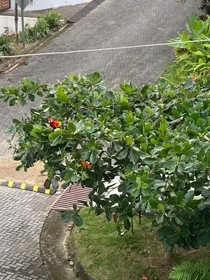a tree on the side of a street at Apartment 4 personas, full equipado, Santa ana , San Jose Costa Rica in Isla Herradura