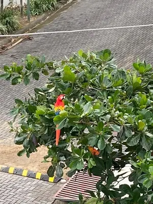 a bird sitting on top of a tree at Apartment 4 personas, full equipado, Santa ana , San Jose Costa Rica in Isla Herradura