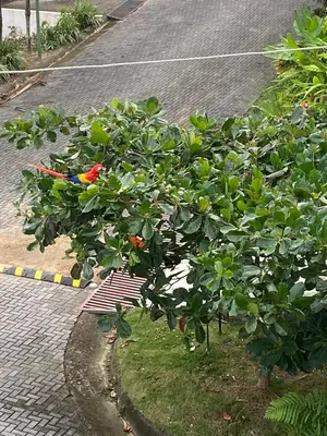a tree on the side of a street at Apartment 4 personas, full equipado, Santa ana , San Jose Costa Rica in Isla Herradura