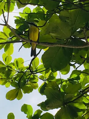 a bird perched on top of a tree branch at Apartment 4 personas, full equipado, Santa ana , San Jose Costa Rica in Isla Herradura