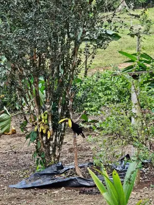 a bird standing next to a banana tree at Cabaña del Bosque in Tapantí