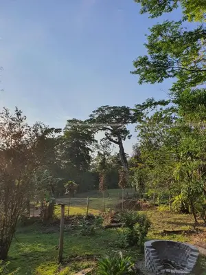 a bench in a field with a tree in the background at Cabaña del Bosque in Tapantí