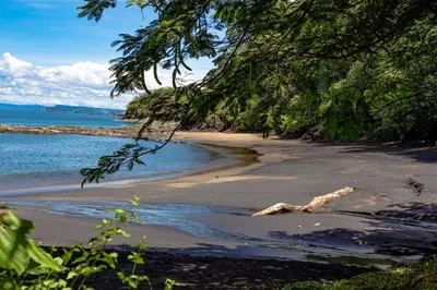a beach with a tree branch laying on the sand at Romantic 1BR Studio Guesthouse with 3 Shared Pools, Beach and Resort Access in Ocotal